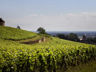Domaine Denis Mortet