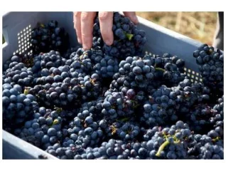 Domaine France Dessauge