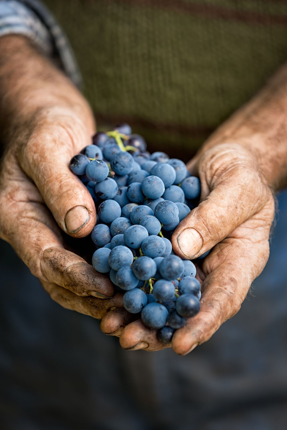 Vigneron tenant une grappe raisin en côte chalonnaise